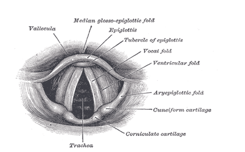 Cuerdas vocales