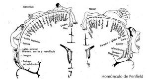 homúnculo de Penfield